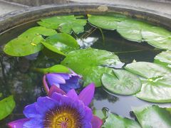 -深圳仙湖植物园