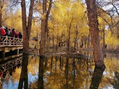 -金塔沙漠胡杨林景区