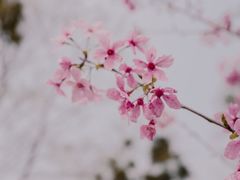 -福建鲤鱼洲酒店