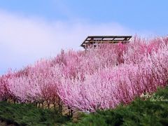-河北省园博园