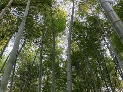 -上海佘山国家森林公园天马山园