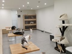 -有喵·猫咖·狗咖·30几只猫10只小狗(岗厦店)