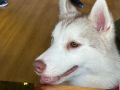 -Husky Go! 哈士奇体验馆·宠物咖啡厅狗咖