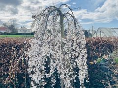 -布鲁塞尔大广场