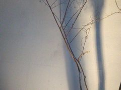 -花锦堂·隐庐