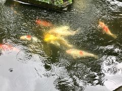 -脏鸭餐厅(乌布总店)