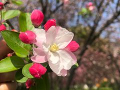 -青枫公园