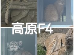-青藏高原野生动物园