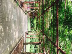 -嘉定紫藤园