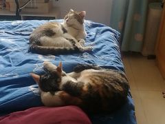 -瑞派福兴宠物医院犬猫全科·骨科·中西医结合(河东店)