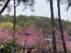 -狐尾山公园