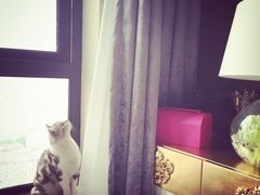 -Bastet sally猫舍购宠(静安店)