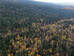 -五营红松林海景区