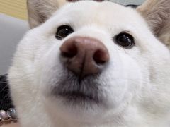 -美联众合动物医院·24h转诊中心