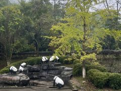 -都江堰中华大熊猫苑