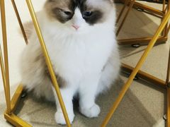 -藏猫猫咖啡主题馆(中央大道店)