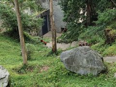-都江堰中华大熊猫苑