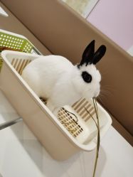 -Moni星球萌宠·小马宝莉·灵蛇·高端高阶全萌宠互动体验俱乐部(红豆国际广场店)