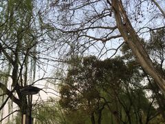 景点-柳浪闻莺公园