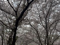 -鞠氏黑芝麻糊(水塔店)