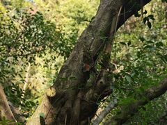 -三门江国家森林公园