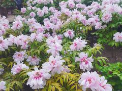 -莲花池公园