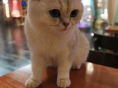 -猫小院猫主题餐厅(三里屯店)