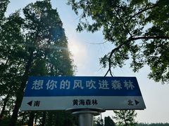 -黄海国家森林公园