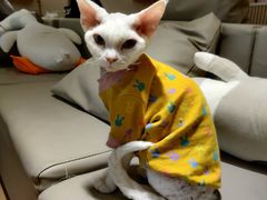 -猫腻·猫咖·撸猫馆(星光大道店)
