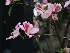 -荔湾湖公园