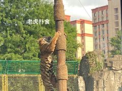 -上海野生动物园