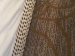 -碧桂园凤凰城酒店(南京店)