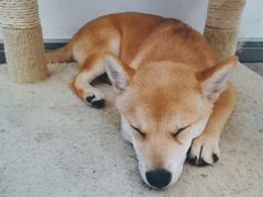 -浣熊柯尔鸭土拨鼠·电玩咖