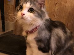 -名猫咖啡馆·撸猫·拼豆