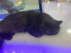 -喵园·猫主题咖啡厅·撸猫·猫咖(国贸店)