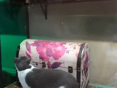 -猫咪博物馆(顶澳仔猫街店)