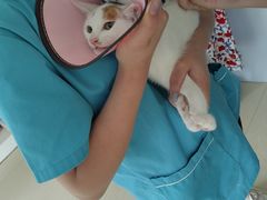 -爱贝特动物医院·猫口炎专科