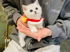 -欣宠猫屋·矮脚拿破仑·蓝金金渐层