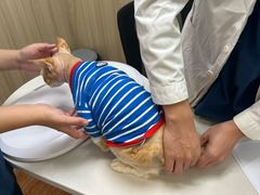 -瑞派紫金宠物医院24小时·骨科·中兽医·重症转诊中心(番禺大石院)