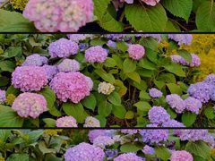 -天津医科大学肿瘤医院(本部院区)