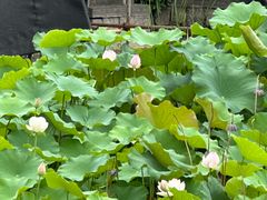 -龙潭水乡