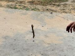-御林古桑园