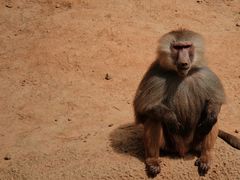 -杭州野生动物世界