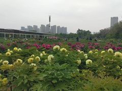 -曹州牡丹园