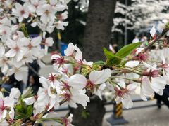 -武汉大学-樱园