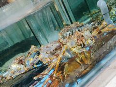 -旺顺阁海鲜广场(亚运村店)
