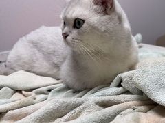 -宠颐生宠物医院·异宠猫科内科·诊疗中心宠巢店