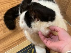 -MOCHA明星猫咖(田子坊店)