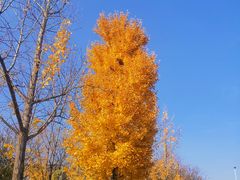 -大明宫国家遗址公园·御道广场