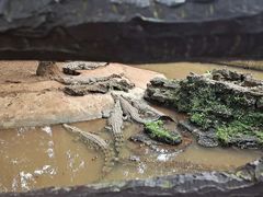 -海南热带野生动植物园